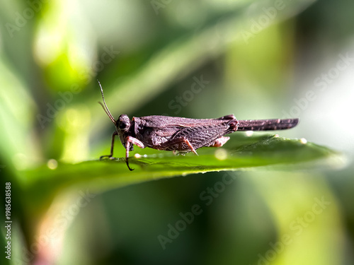 Принти на полотні Close up of grasshoppers perched on leaves, short-horned grasshoppers (subordo C