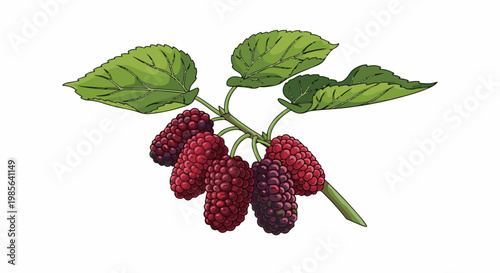 A branch with ripe, dark red mulberries and green leaves