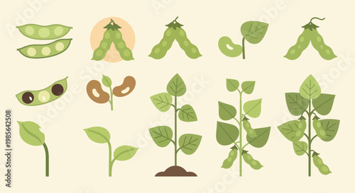 Soybean Plant Growth Stages and Pods Icon Set