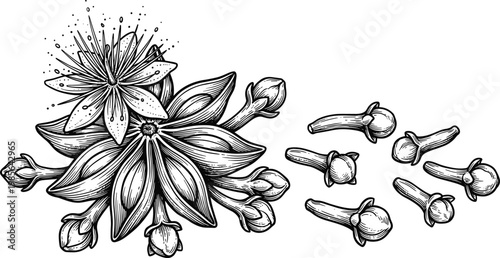 Botanical illustration star anise pods, cloves spice drawing, detailed herbal sketch, aromatic seasoning artwork, natural culinary plant etching