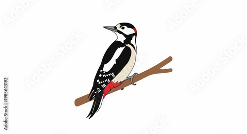 A black and white woodpecker with red accents perched on a branch