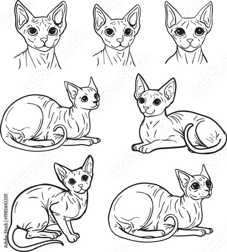 Minimalist line art drawing Sphynx cat hairless body breed pet contour illustration clipart veterinary clinics pet shops logo playful character outline coloring book realistic cartoon drawing contour