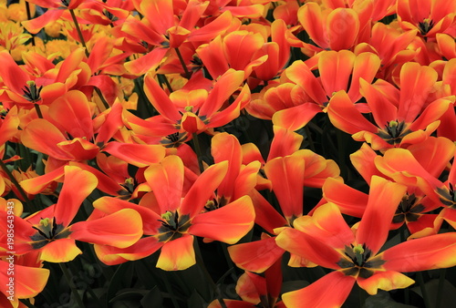 Giant Red and Yellow Dafeng Tulips Close Up at the Keukenhof Flower Garden, Netherlands