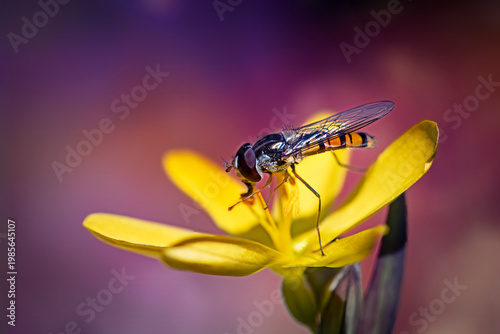 hoverfly resting on yellow flower