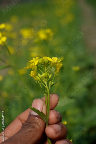 Close up view of person holding yellow mustard flower stalk in green field.