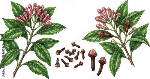 Clove plant botanical illustration, aromatic spice buds, herbal drawing, culinary seasoning artwork, natural medicinal plant sketch, detailed botanical etching