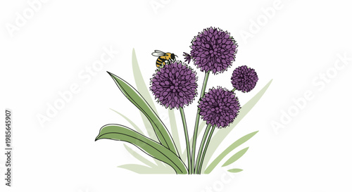 A bee lands on a cluster of vibrant purple allium flowers with green leaves
