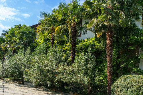 green fronds. Scene evokes tranquil, tropical atmosphere typical of Mediterranean climates. Nikitsky Botanical Garden. Yalta, Crimea