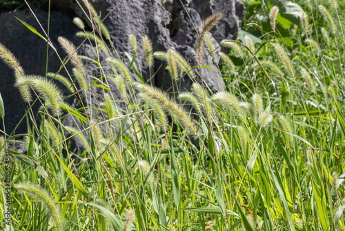 Close-up of green foxtail grass (Setaria) with fluffy cylindrical seed heads swaying in sunlight, with a dark rocky surface and lush vegetation visible in the background.