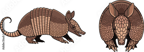 Armadillo animal illustration in side and front view, detailed wildlife design with textured shell, natural mammal concept in clean flat vector style