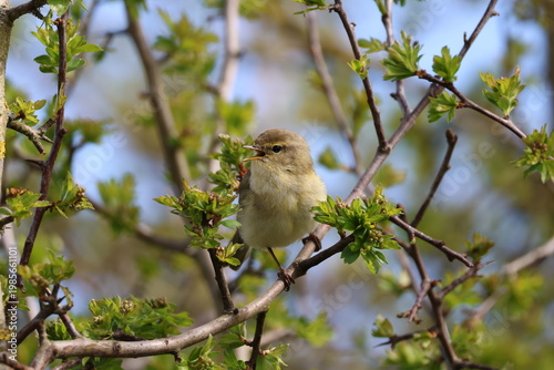 singing male chiffchaff (Phylloscopus collybita)