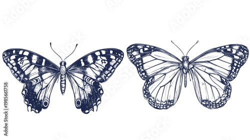 Two detailed butterfly illustrations, indigo-colored, with intricate wing patterns, on a white background