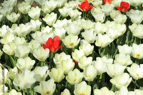 Flowerbed with White Tulips and Some Red Ones Close Up