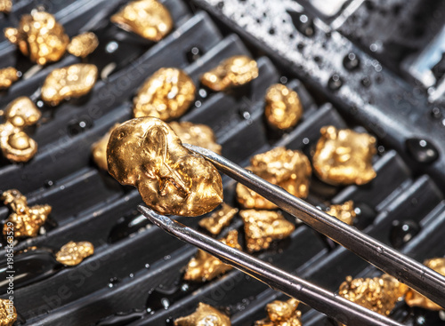 Foto Gold nugget in tweezers against a black gold pan with numerous other gold nuggets