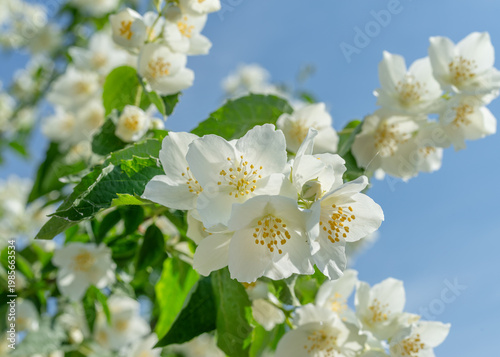 White jasmine flowers blooming on a jasmine bush (Philadelphus) against a clear blue sky.