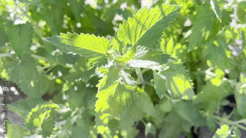Melissa plant grows in the garden	