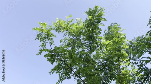 Acacia tree branches against the blue sky