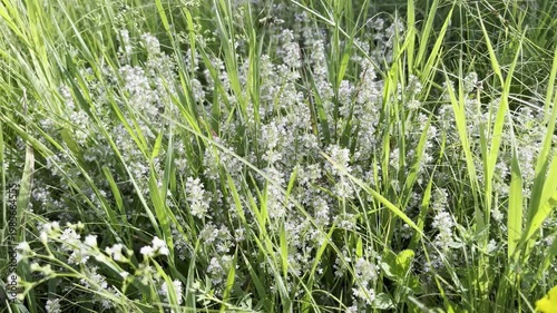 Blooming medicinal plant thyme grows on the lawn	
