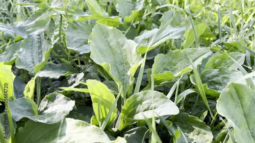 Medical plant plantain grows on the lawn
