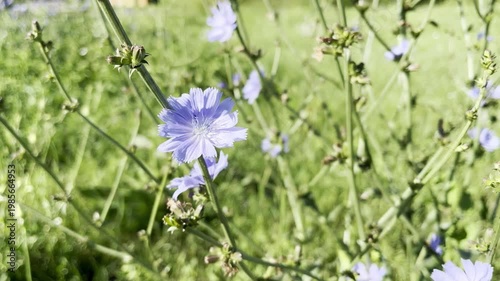 medical plant chicory growing in the meadow	