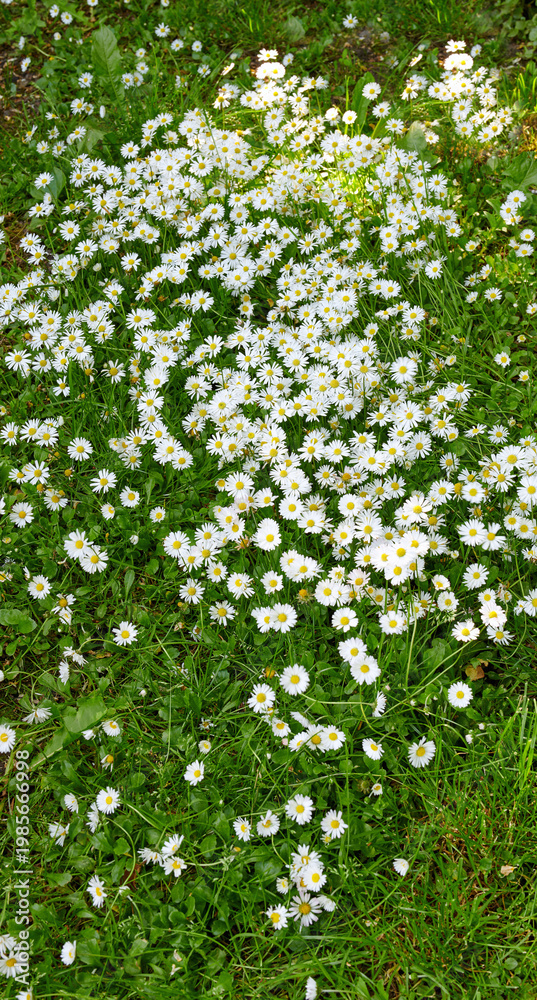 Fototapeta premium Nature, above and flowers in garden for spring field, blossom and botany in countryside. Aesthetic, background and morning with petals, bush and floral plant for environment, ecosystem or growth