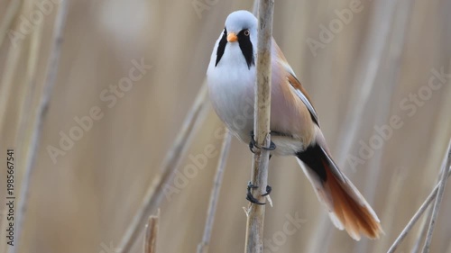 Male Bearded reedling (Panurus biarmicus) calling. Bird singing on reed, open mouth, vocalizing, spring wetland, side and front view, sharp focus, real-time wildlife video.