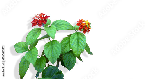 Fotografie Vibrant lantana camara plant with red and yellow flowers and green leaves on whi