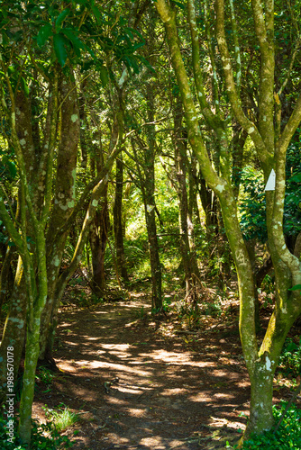 Sunlit forest trail winds through slender trees and lush green undergrowth, with dappled light creating a peaceful atmosphere in a quiet native woodland setting. Coromandel, New Zealand