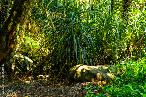 Sunlight filters through dense forest foliage, illuminating lush green plants and a mossy rock, capturing the rich textures and tranquil atmosphere of a vibrant native woodland. Coromandel,New Zealand
