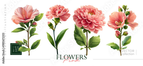 Hand drawn set of beautiful pink flowers. Vectorized hand drawn gouache illustrations. Illustrations in the style of vintage painting and botanical illustration