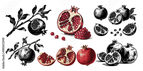 Pomegranate fruits, seeds, and branches in hand-drawn vintage style on white background, concept of organic fruit and botanical elements