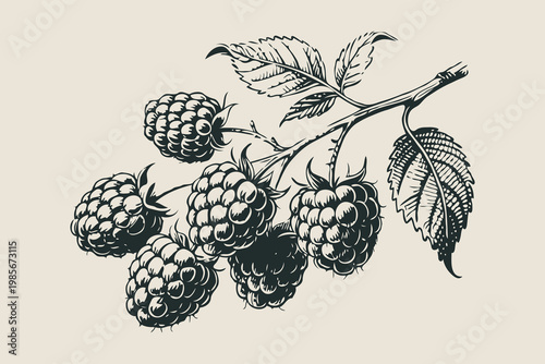 Detailed black ink drawing of raspberries on a branch with leaves in a vintage sketch style on a beige background, concept of natural harvest