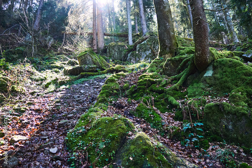 Forest path exploring nature with mossy rocks and sun rays