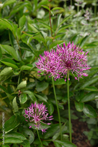 Vertical allium flower in garden close up, purple ornamental bloom with green foliage, natural outdoor scene, spring flowering plant, botanical detail, garden design, landscaping inspiration