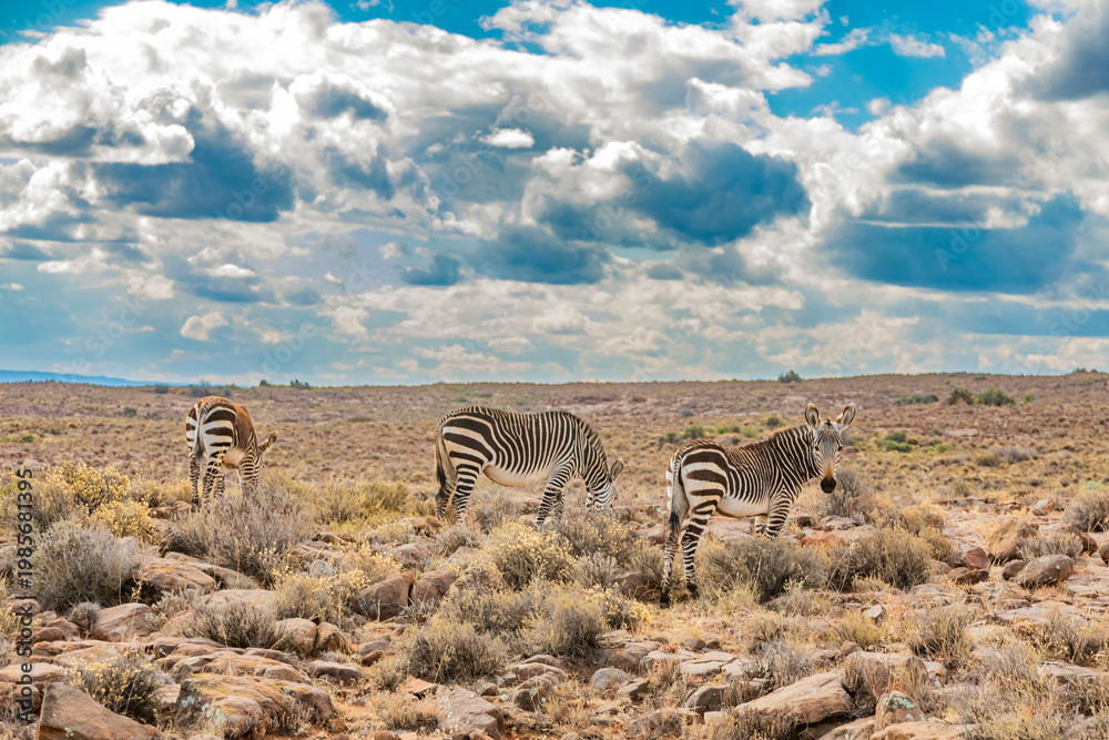 Fototapeta premium Mountain Zebra grazing in Karoo game reserve