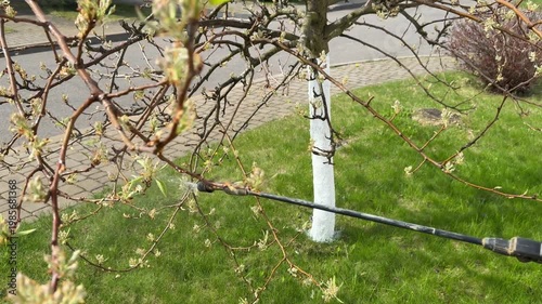 Treatment of fruit trees. A healthy garden concept