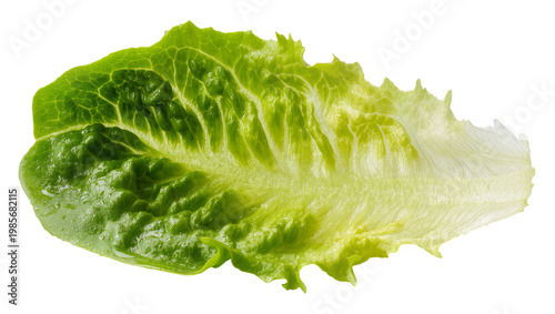 Fresh green romaine lettuce leaf detailed veins, isolated on transparent background