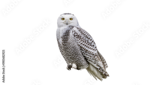 Картината върху платно Snowy owl with black markings yellow eyes, isolated on transparent background