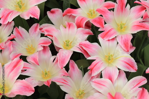 White and Pink Whispering Dream Tulips Close Up at the Keukenhof Flower Garden, Netherlands