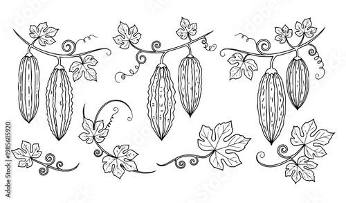 Bitter Melon Outline Icons Hanging Gourd Vine Vegetable Vector Set