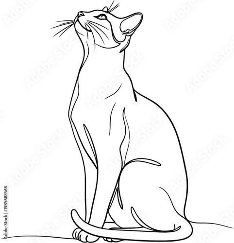 Elegant siamese cat sketch looking upwards with grace