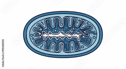 Stylized illustration of a biological mitochondrion with internal structures