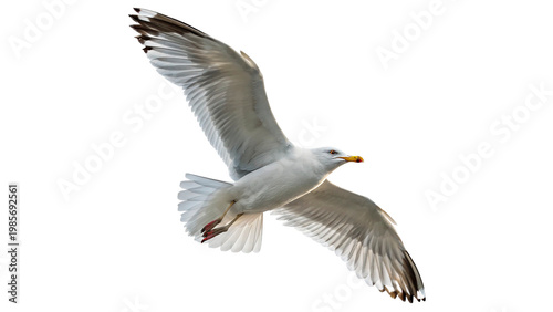 Photos A seagull is flying with its wings spread wide isolated on transparent backgroun