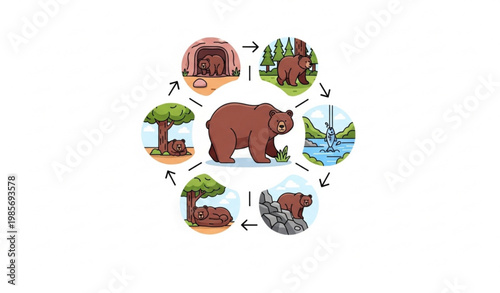 Brown bear daily life collection with grizzly forest activity vector
