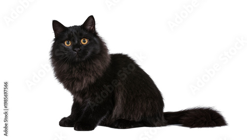Photography Fluffy black cat with yellow eyes sitting, isolated on transparent background