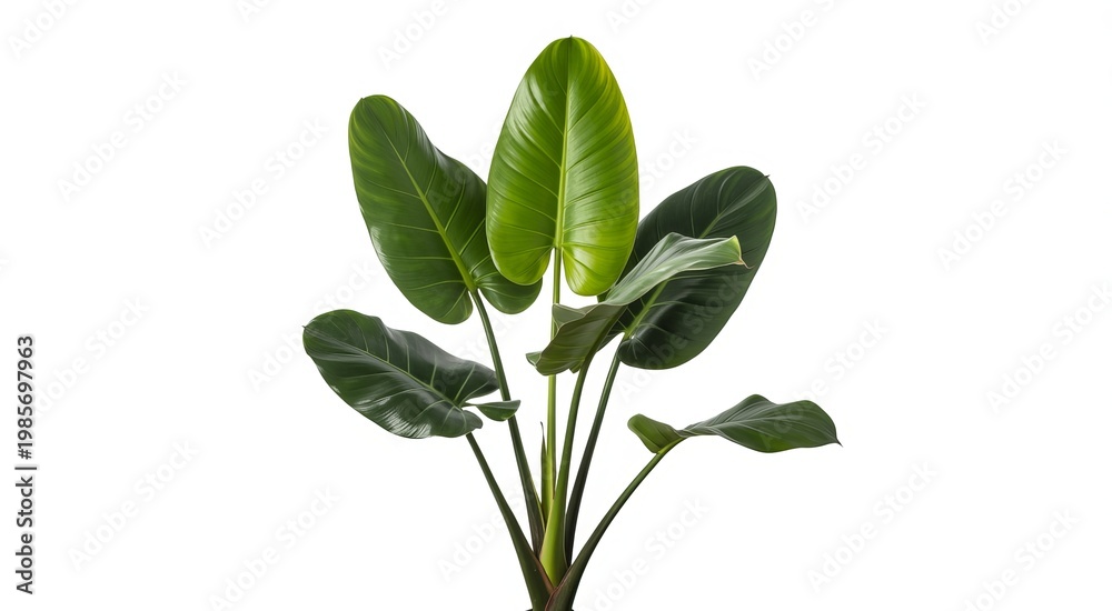 Fototapeta premium Large green tropical plant with broad leaves on a white background
