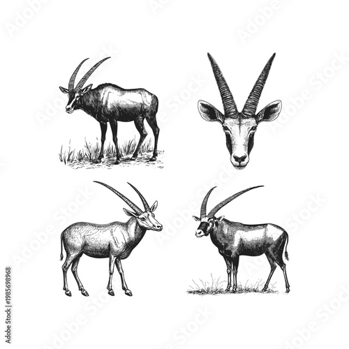 Vintage hand drawn set of oryx antelops sketches isolated on white background. Detailed engraving style illustrations of African wild animals with long horns