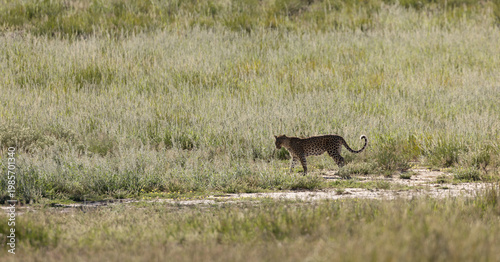 a leopard on the move