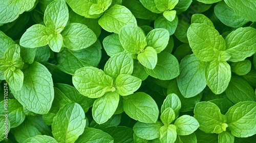 Vibrant Herbaceous Green Leaf Background with Organic Appeal and Fresh Herbal Foliage Texture Design