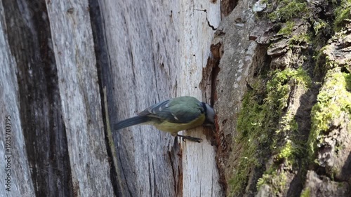 An adult Eurasian blue tit (Cyanistes caeruleus) meticulously cleaning a nest hole in the bark of an old oak tree. Spring day, sunny weather, bird behavior, wildlife video.